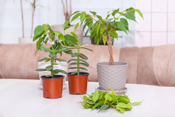 Heimische Pflanzen Auf Einem Holztisch Hobby Pflege Schnittkonzept Kultiviert Ficus — Stockfoto