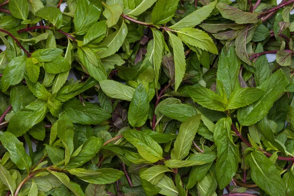 Mint Meninggalkan Latar Belakang Konsep Teh Herbal — Stok Foto