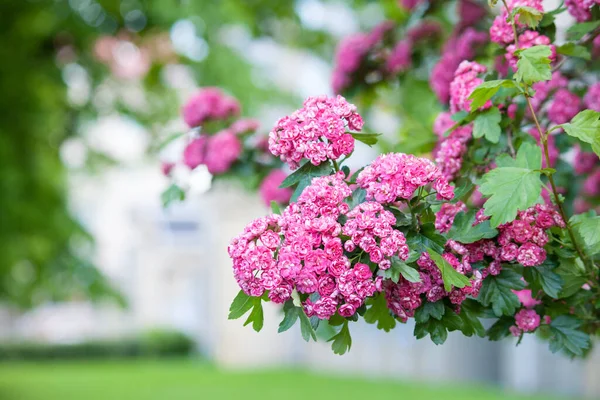 Espinheiro Carmesim Incrível Crataegus Laevigata Floresce Com Flores Rosa Parque — Fotografia de Stock