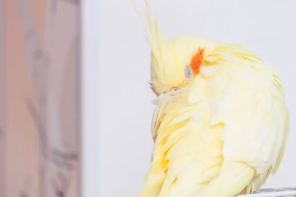 Gele Cockatiel Slaapt Doet Een Dutje Koud — Stockfoto