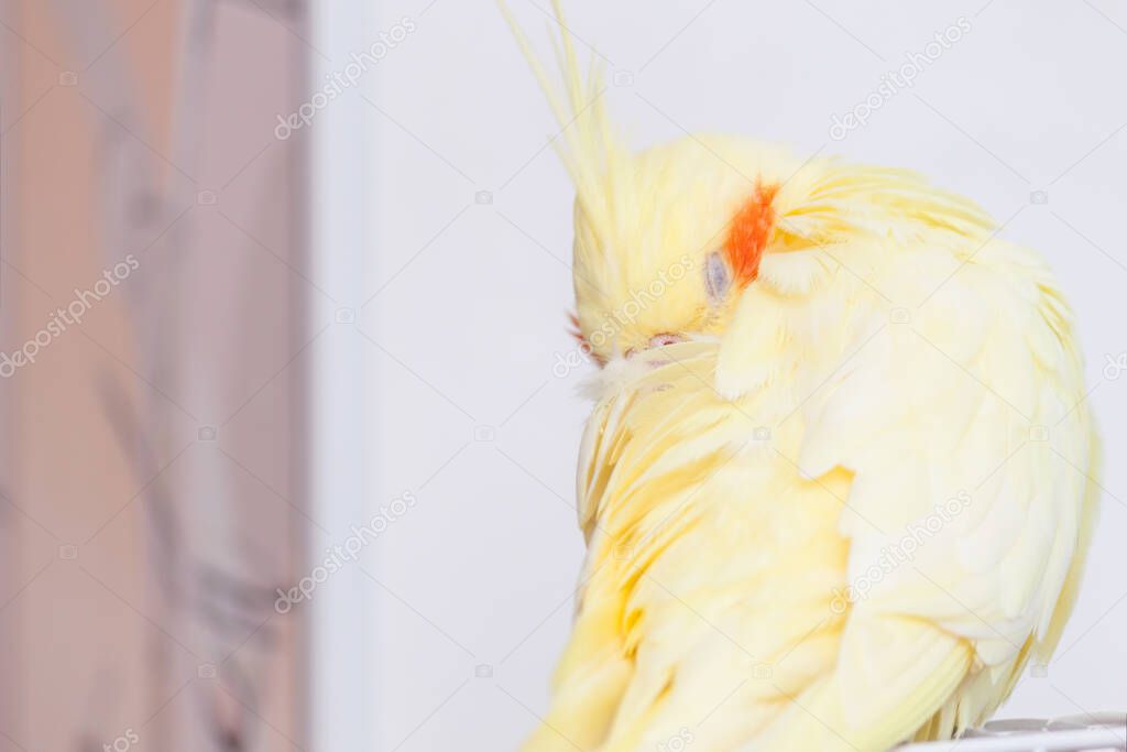 Yellow cockatiel sleeps and take a nap. Cold.