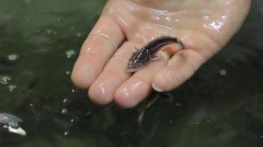 genç bir mersin balığı bir balık çiftliğinde holding insan eller