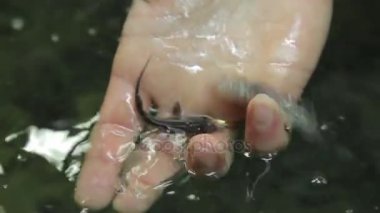 genç bir mersin balığı bir balık çiftliğinde holding insan eller