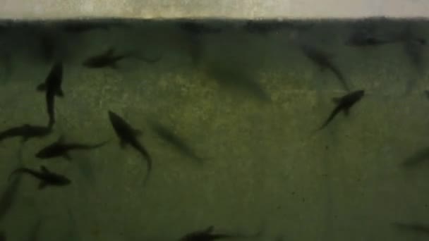Bir Akvaryum Içinde Bir Balık Çiftliğinde Genç Bir Mersin Balığı — Stok video