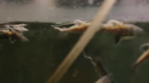 un jeune esturgeon dans une pisciculture nage dans un aquarium 