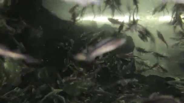 Een Jonge Steuren Een Viskwekerij Zwemt Een Aquarium — Stockvideo
