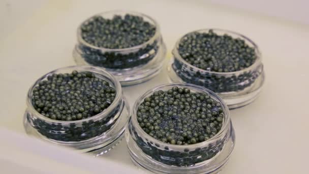 Producción Caviar Negro Una Fábrica Pescado — Vídeo de stock