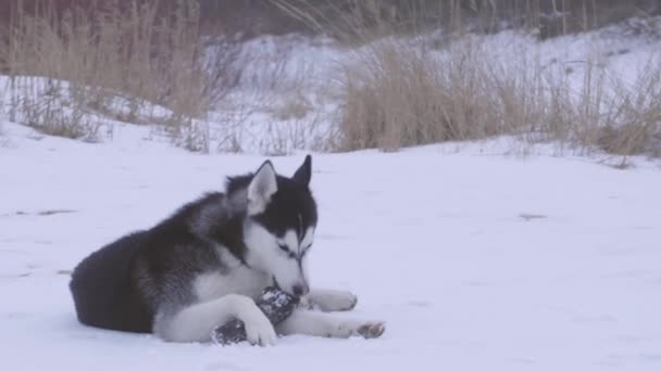 曇りの朝の雪の中で棒で果たしているハスキー犬 — ストック動画