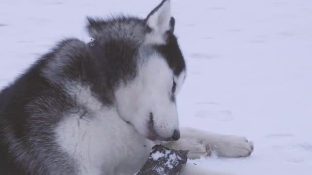 Husky Dog Juega Con Palo Nieve Una Mañana Nublada — Vídeo de stock