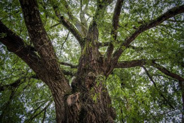 teklif yaşlı meşe ağacının