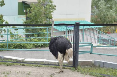 güzel, büyük kuş bir izlenim bırakıyor. Devekuşu Emu Hayvanat Bahçesi tutsak, Krasnoyarsk, Rusya Federasyonu