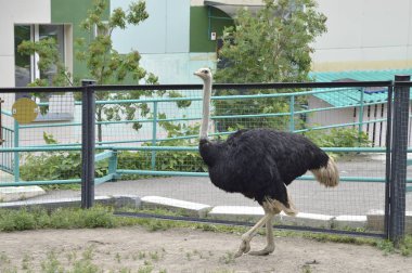 güzel, büyük kuş bir izlenim bırakıyor. Devekuşu Emu Hayvanat Bahçesi tutsak, Krasnoyarsk, Rusya Federasyonu