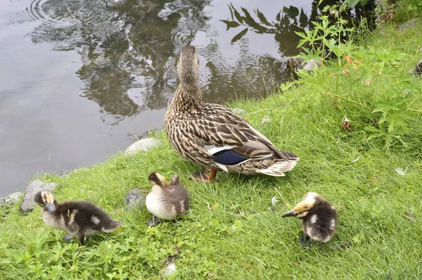 Madre Anatra Cammina Con Suoi Figli Sulla Riva Del Lago — Foto Stock