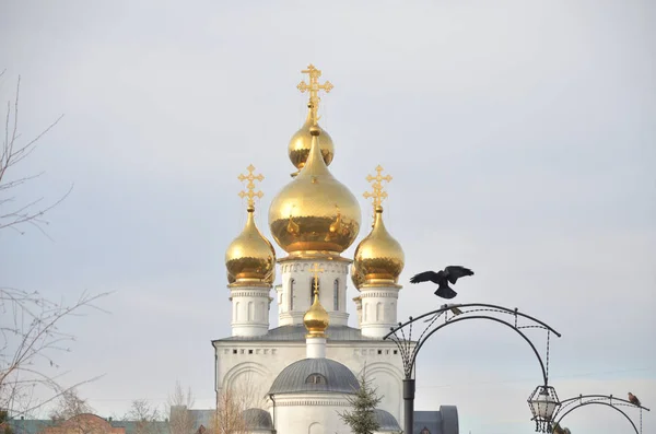 Gyllene Kupoler Transfiguration Cathedral Och Flygande Fåglar Ryssland Abakan — Stockfoto