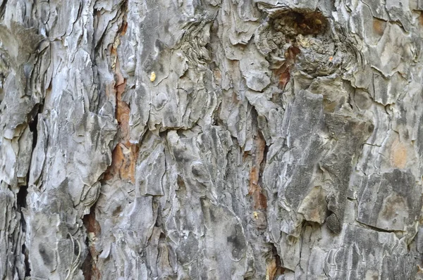 Texture Tree Bark Pine Photo Taken Taiga Russia — Stock Photo, Image