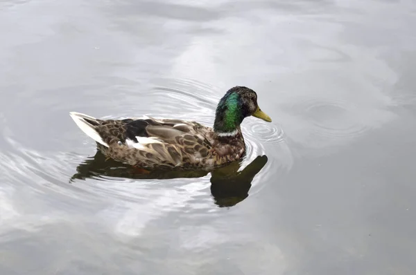 Beautiful Duck Mother Pearl Neck Swims Lake — Stock Photo, Image