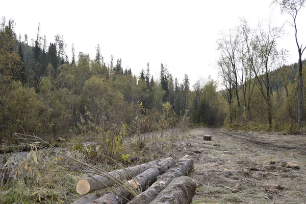 Taiga Siberiana Albergue Caza Cortar Madera Para Reparar Casa Leña — Foto de Stock