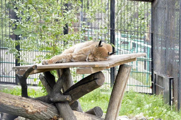 Schlafender Luchs Zoo — Stockfoto