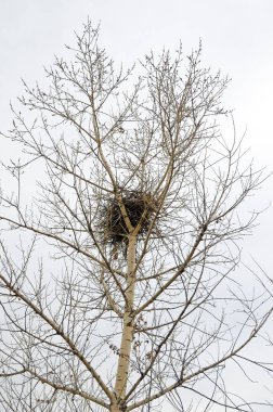 Kuş yuvası bir ağaç tepesinde dokuma