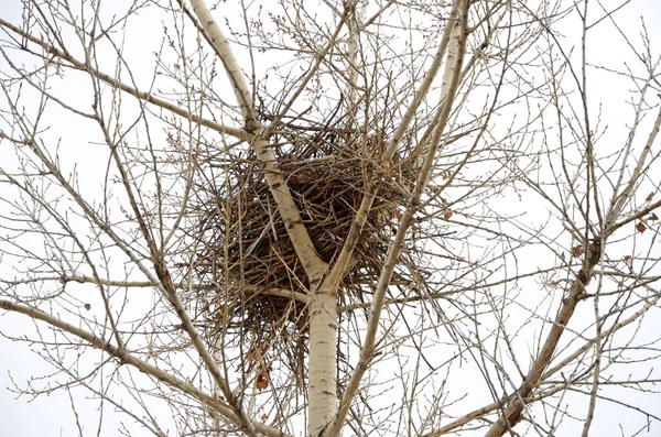 Bird Nest Woven Top Tree — Stock Photo, Image