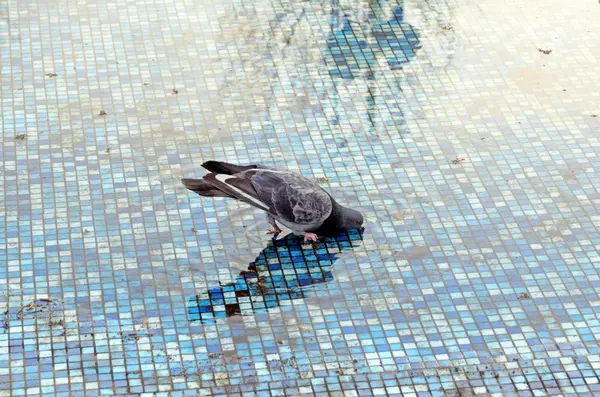 鸽子喝干喷泉的水 — 图库照片