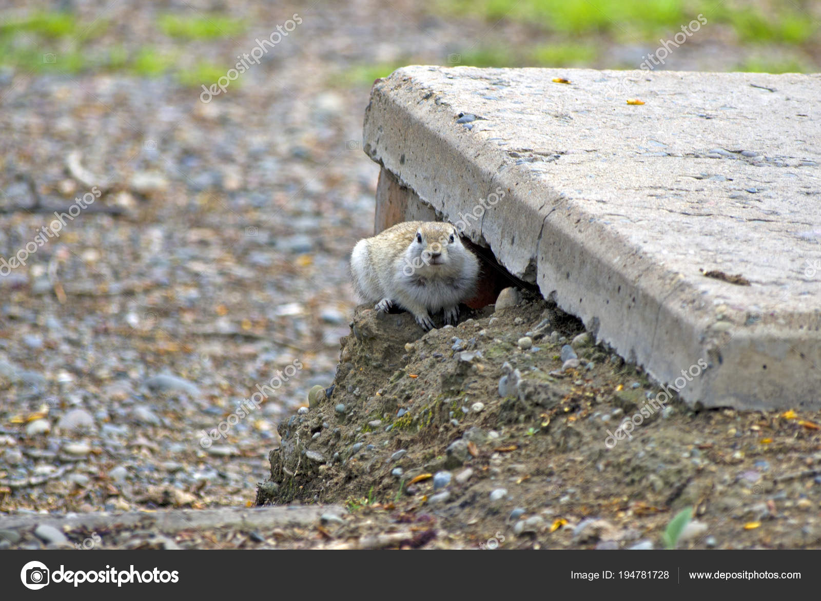 Gopher Made Dwelling Concrete Slab Stock Photo By C Sibmens 194781728