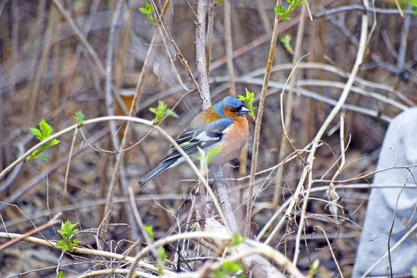 Finch is a songbird of the finch (chaffinch) family. Photo taken in Russia. Siberia.