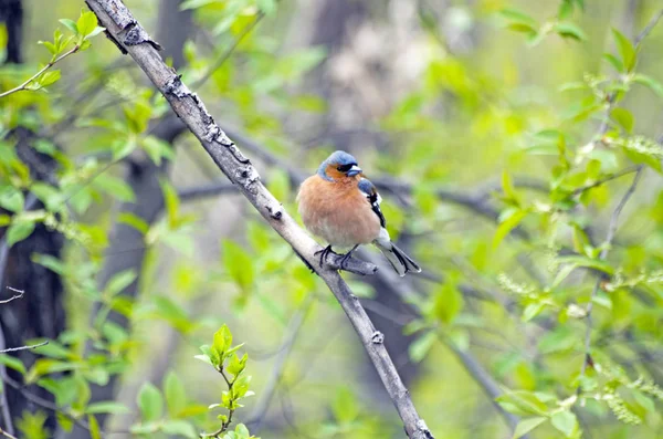 Finch Sångfågel Familjen Bofink Fotot Taget Ryssland Sibirien — Stockfoto