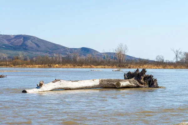 川の真ん中に大きな古い丸太が氾濫した ストック画像