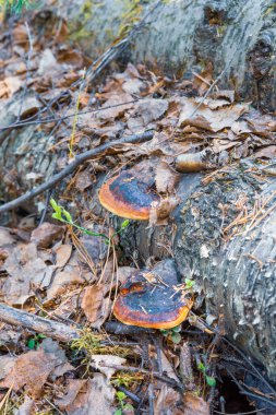 Kuru yaprakların altındaki eski bir ağacın mantarları.
