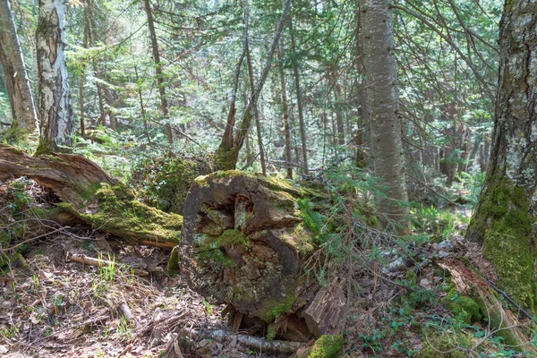 Oude Verrotte Omgevallen Bomen Het Bos Bedekt Met Mos — Stockfoto