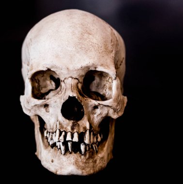 Fiberglass human skull facing straight on with a black background clipart