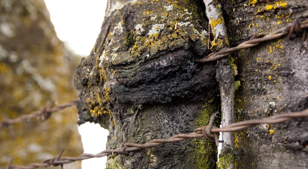 Träd med taggtrådsstängsel ökat till Barken — Stockfoto