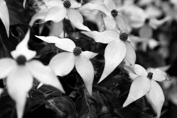 Fiori di corniolo in fiore presi in bianco e nero — Foto Stock