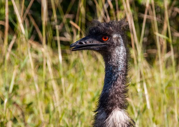 Emu bird close up with red eyes and wacky head feathers