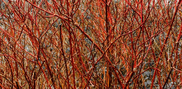 Rote kahle Äste und Zweige — Stockfoto
