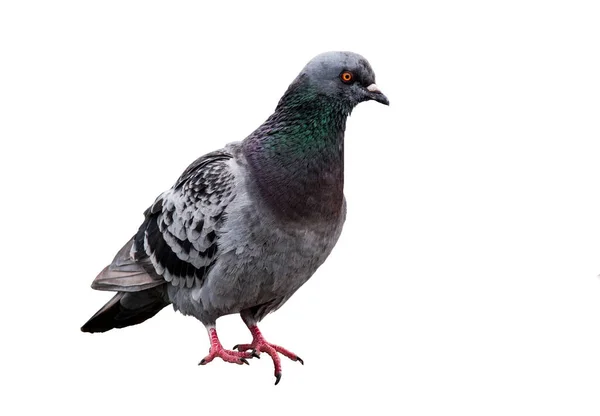 Pigeon américain domestique vue de côté — Photo