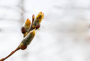 Salix caprea blooms Pendula sarı ve kırmızı kedi Willow