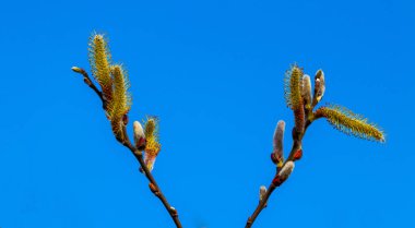 Salix caprea Pendula sarı ve kırmızı Kukum çiçek