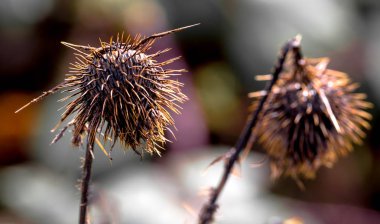 Küre thistle ayakta yalnız çürüyen ölü