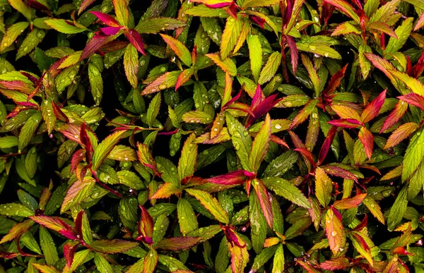 Hujan direndam baru hijau daun musim semi dengan kuning hijau cemerlang dan magenta — Stok Foto