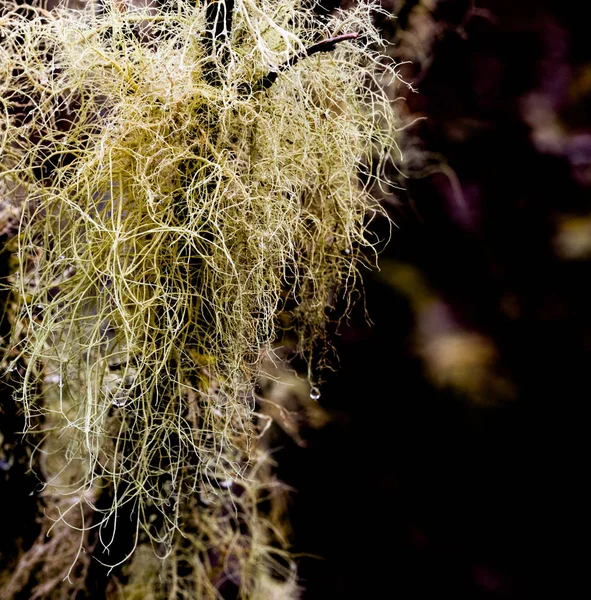Glenelg Lichen agarrado a um galho pingando com orvalho — Fotografia de Stock
