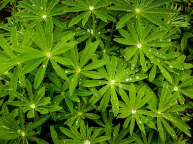 Taze yeni bahar büyüme bitkiler üzerinde yağmur damlacıkları