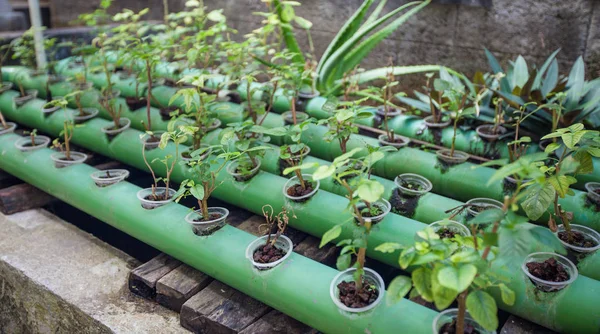 Plantas Acuapónicas Que Crecen Tuberías Estanque Peces — Foto de Stock