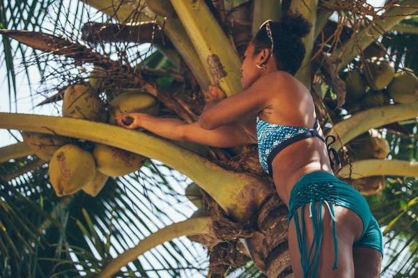 Schöne Melanesische Mädchen Bikini Mit Afro Frisur Pflückt Kokosnüsse Von — Stockfoto