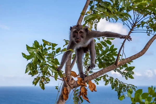 Padang Padang plajında maymun, Bali, Endonezya