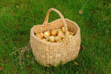 Sepet çimenlerin üzerinde altın soğan ile