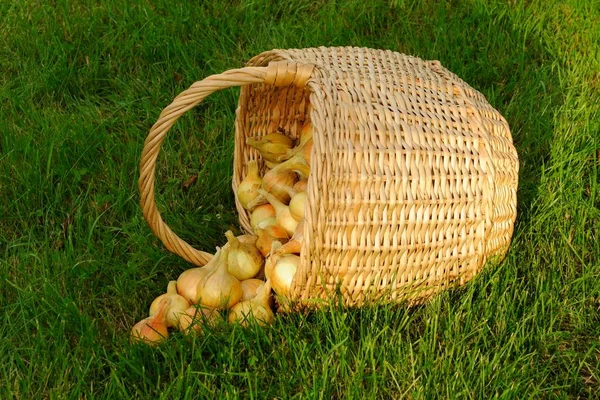 Onions Wicker Basket Grass — Stock Photo, Image