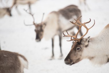 reindeers kışın grup