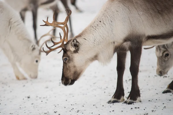 Group of reindeers in winter — Stock Photo, Image